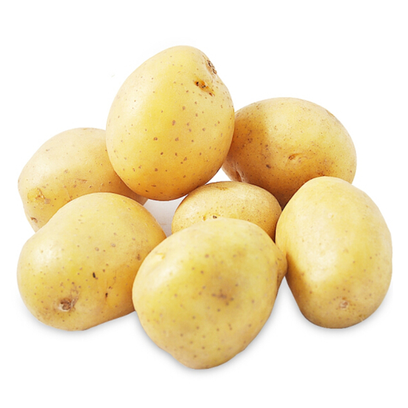 Fresh potato export prices wholesale with best quality